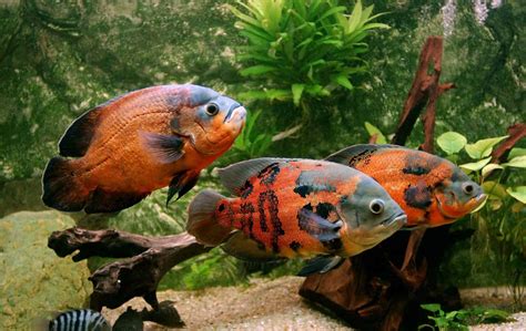 oscar lotto fish|Oscar Fish Behavior, Habitat, Care and Tank Mates.
